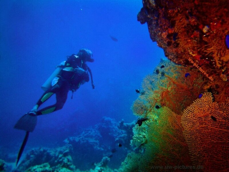 Scuba Diver Near Coral