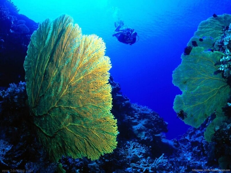 Scuba diver near sea fan corals