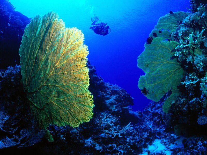 Scuba diver near sea fans