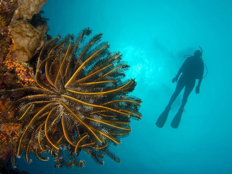 Scuba diver near sea lily