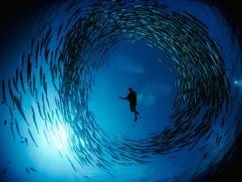 scuba diver surrounded by fish