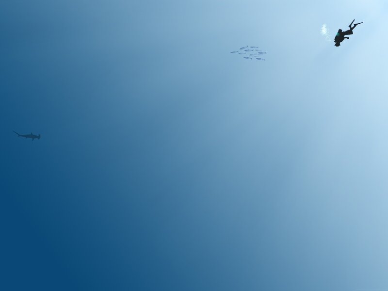 Scuba diver with fish and shark