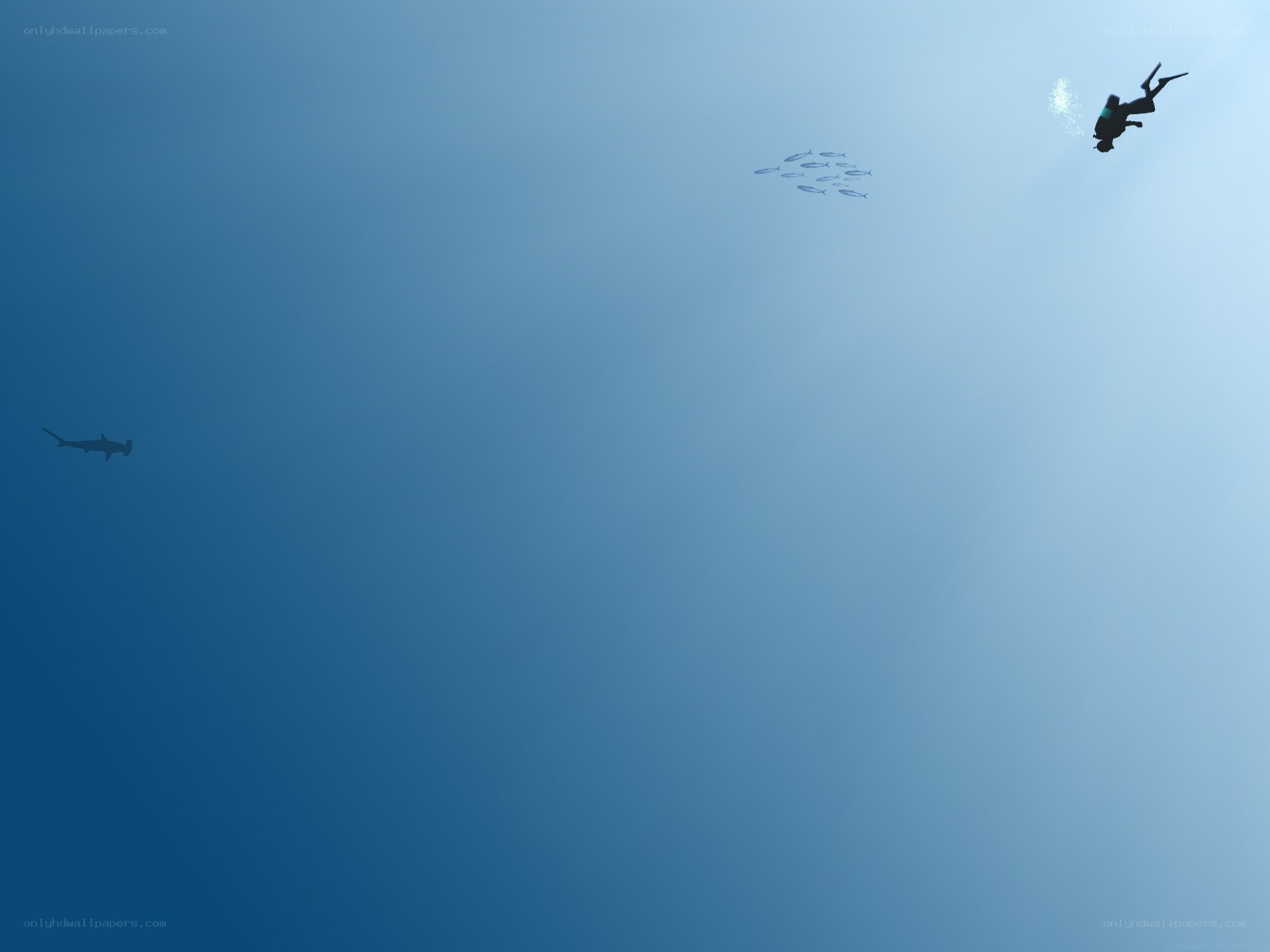 Scuba diver with fish and shark