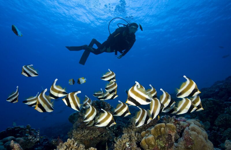 Scuba Diver with Fish — Blue, Serene