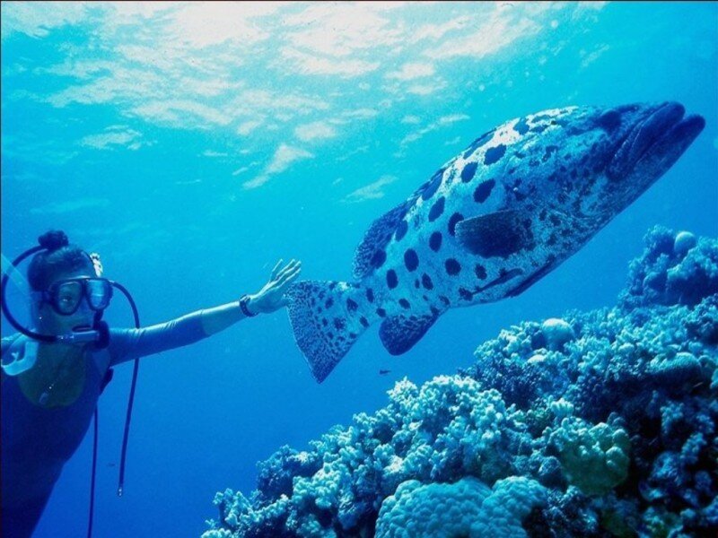 Scuba Diver with Fish — Blue
