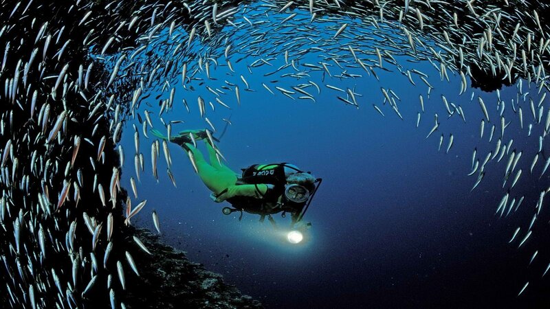 scuba diver with fish school