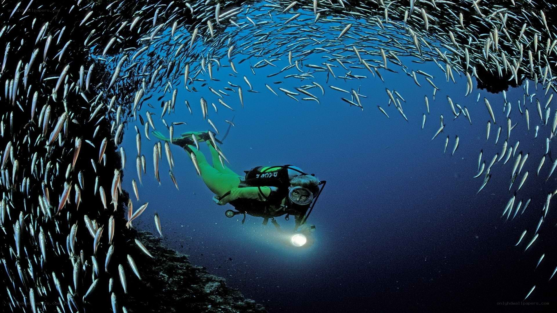 scuba diver with fish school