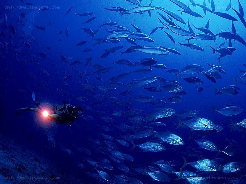 scuba diver with fish school