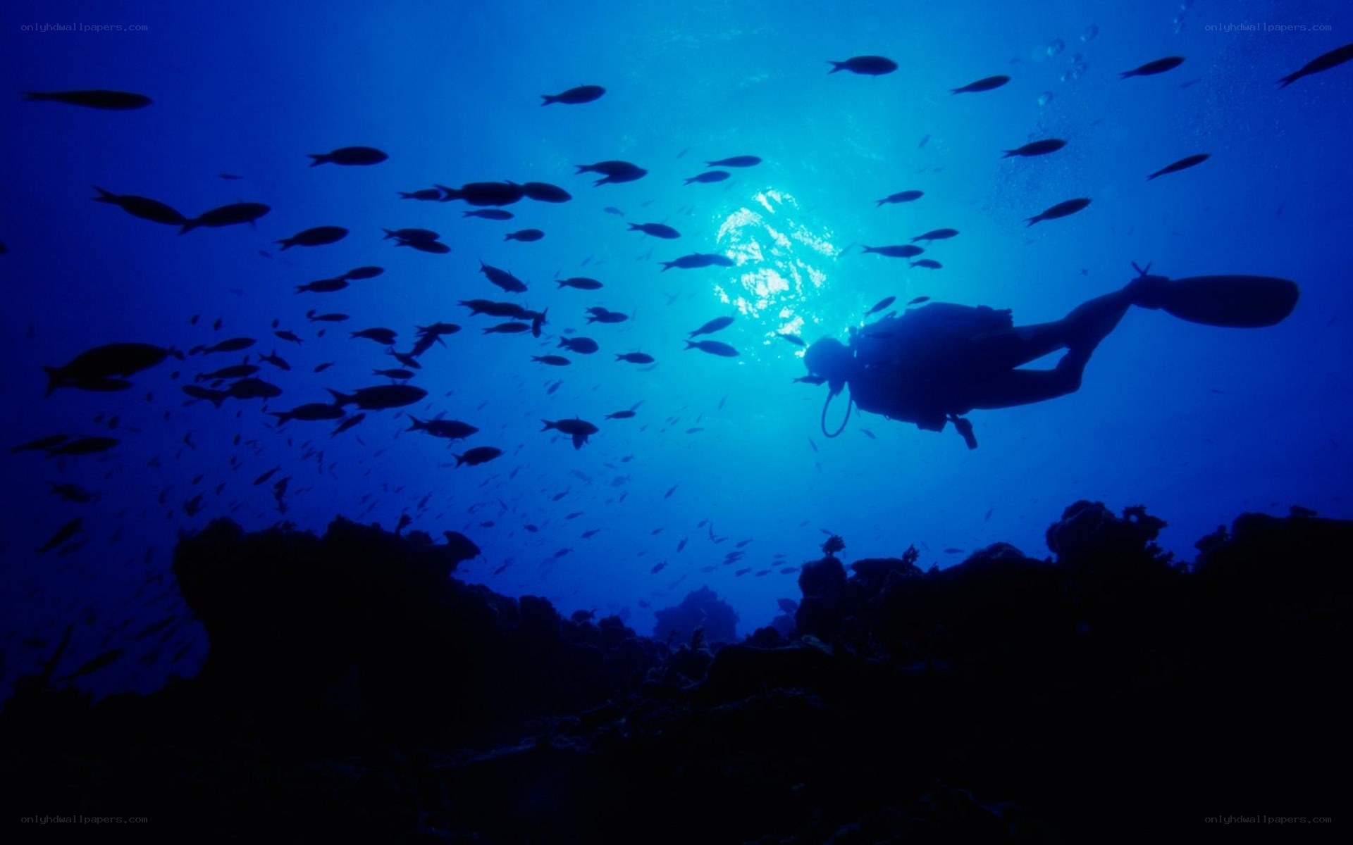 scuba diver with fish school