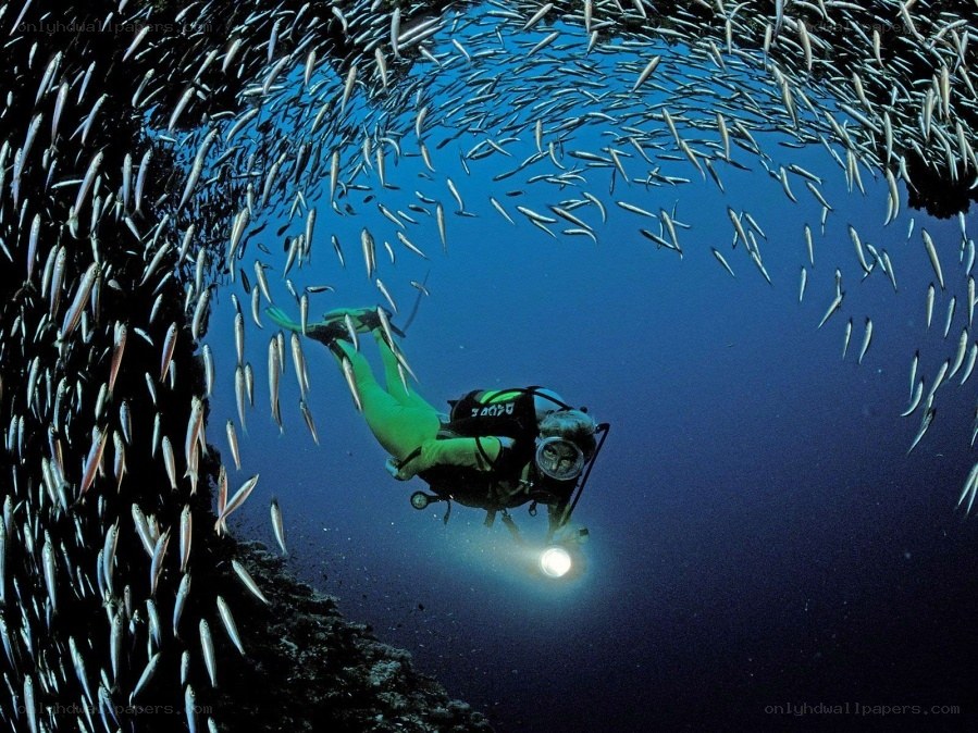 Scuba diver with fish school