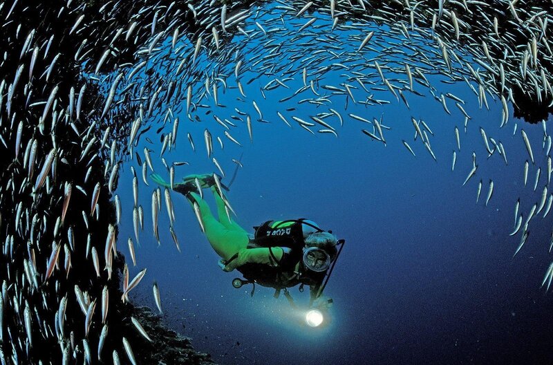 scuba diver with fish school