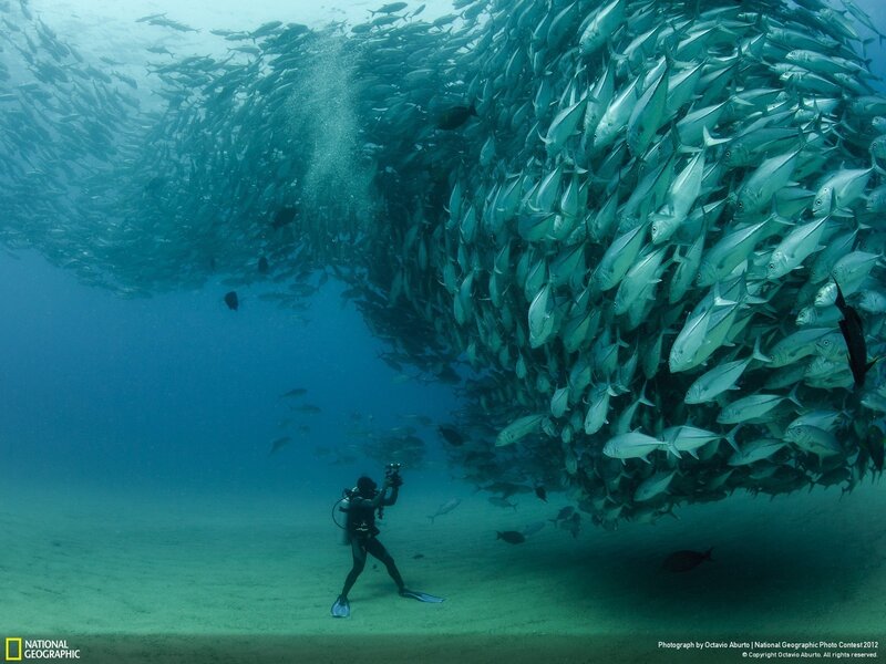 Scuba Diver with Fish School — Blue, Dramatic, Photograph, Sand, Camera