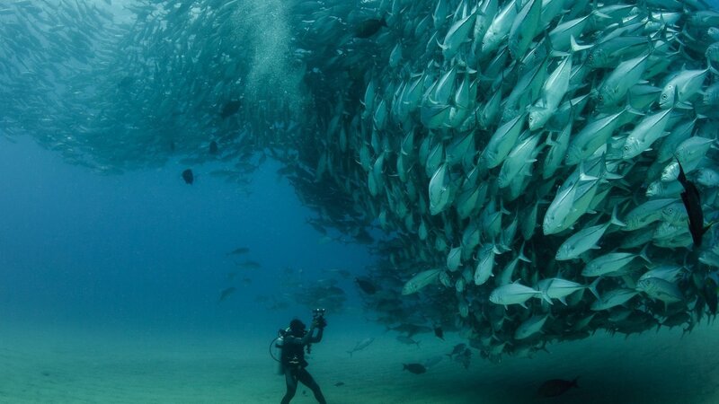 Scuba Diver with Fish School — Blue, Dramatic, Photograph, Sand