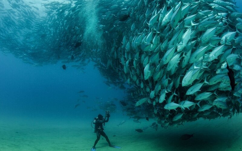 Scuba Diver with Fish School — Blue, Dramatic, Photograph