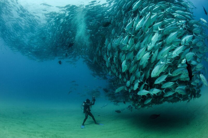 Scuba Diver with Fish School — Blue, Dramatic