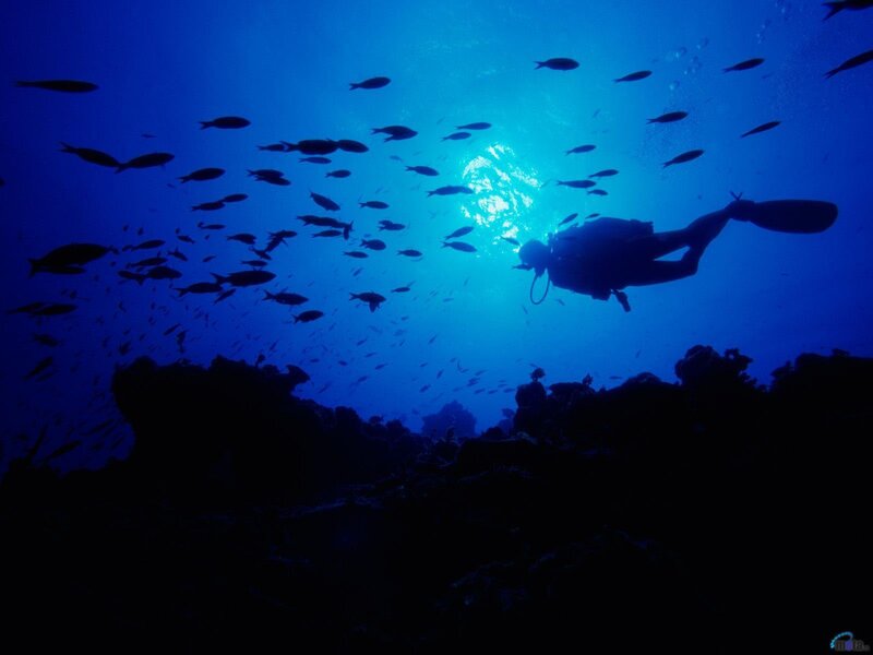 scuba diver with fish school