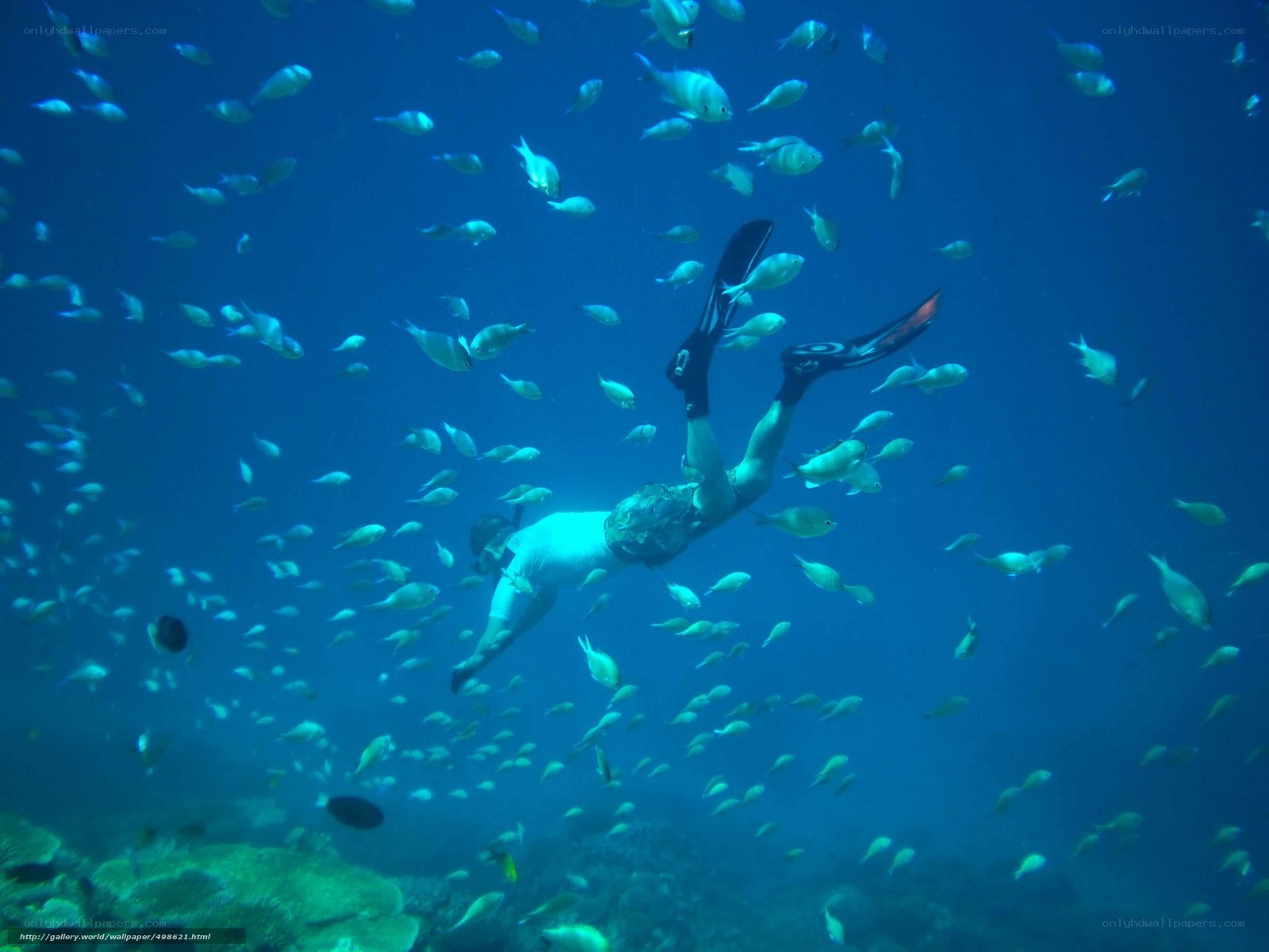 scuba diver with fish