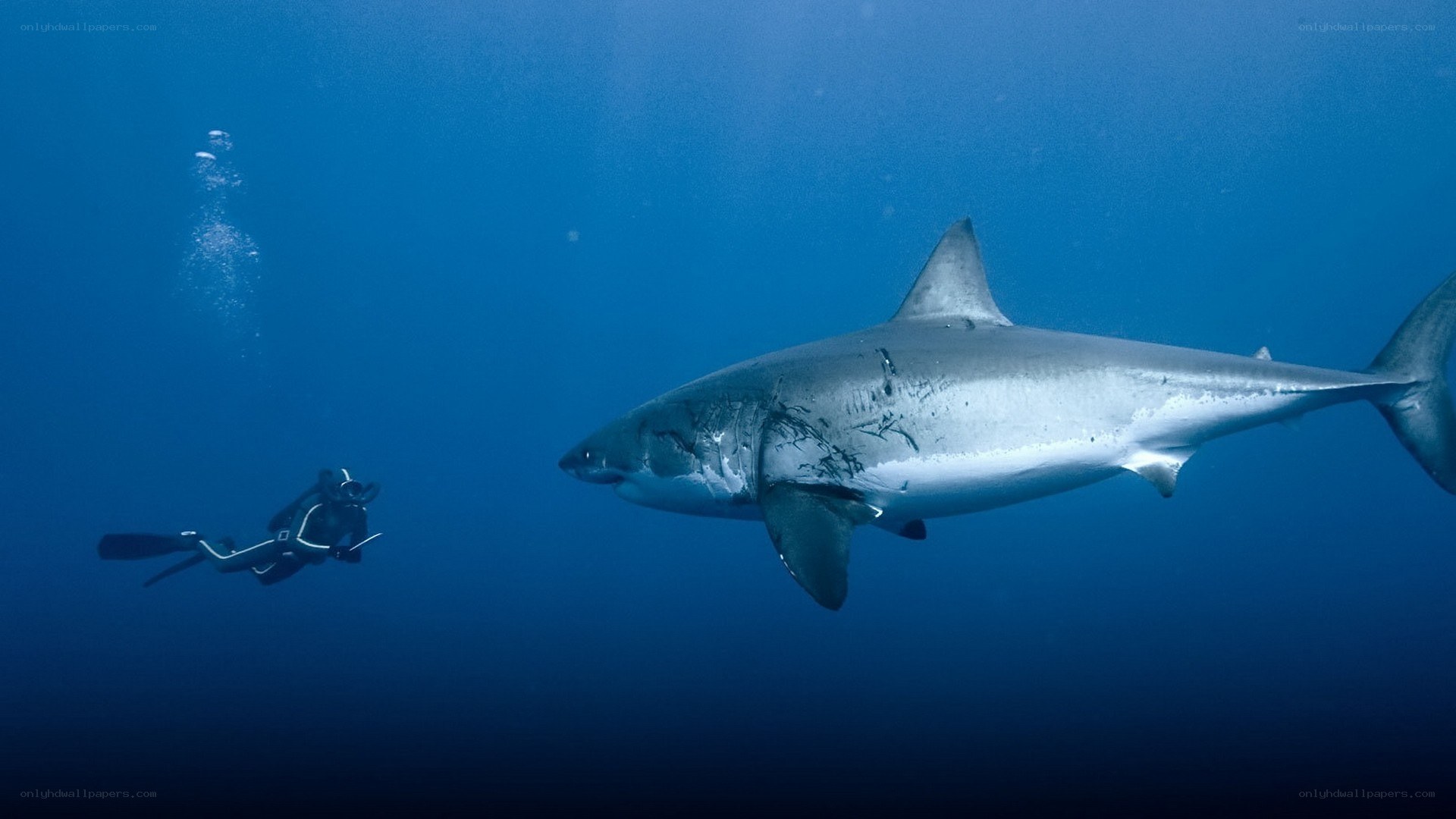 scuba diver with great white shark