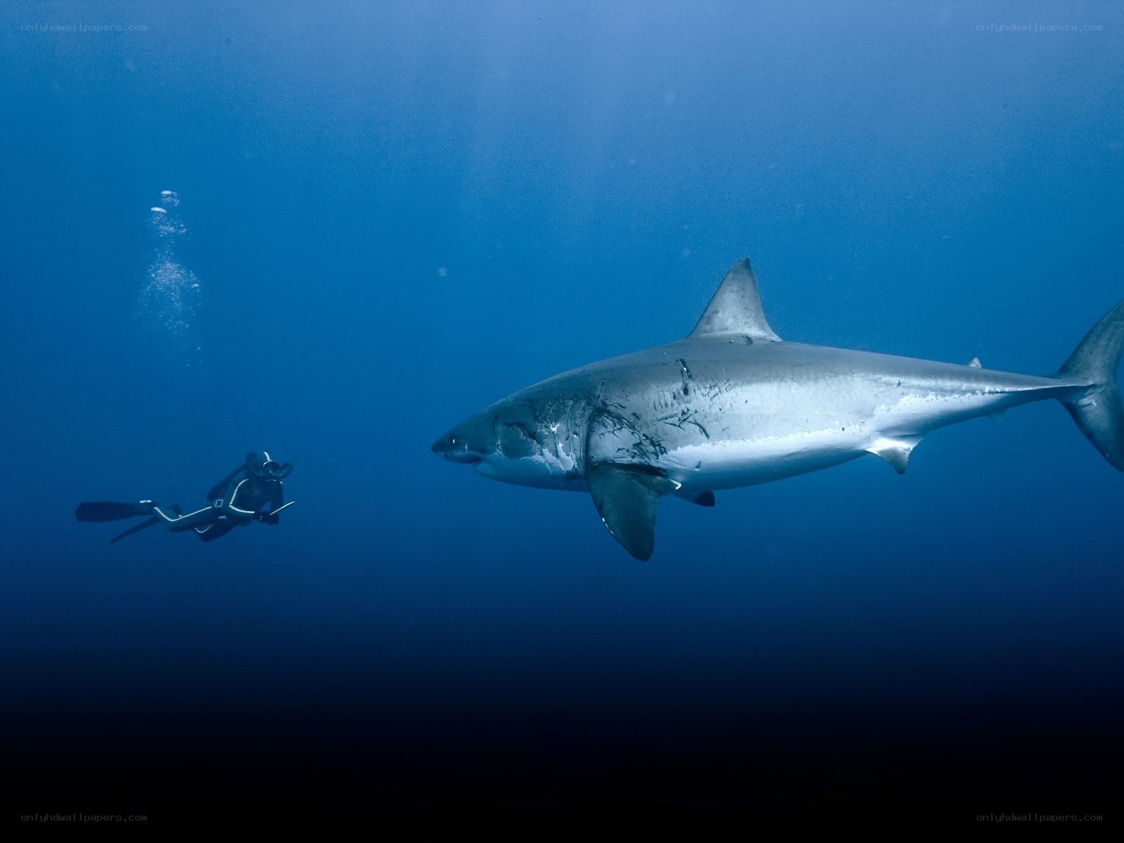 Scuba diver with great white shark