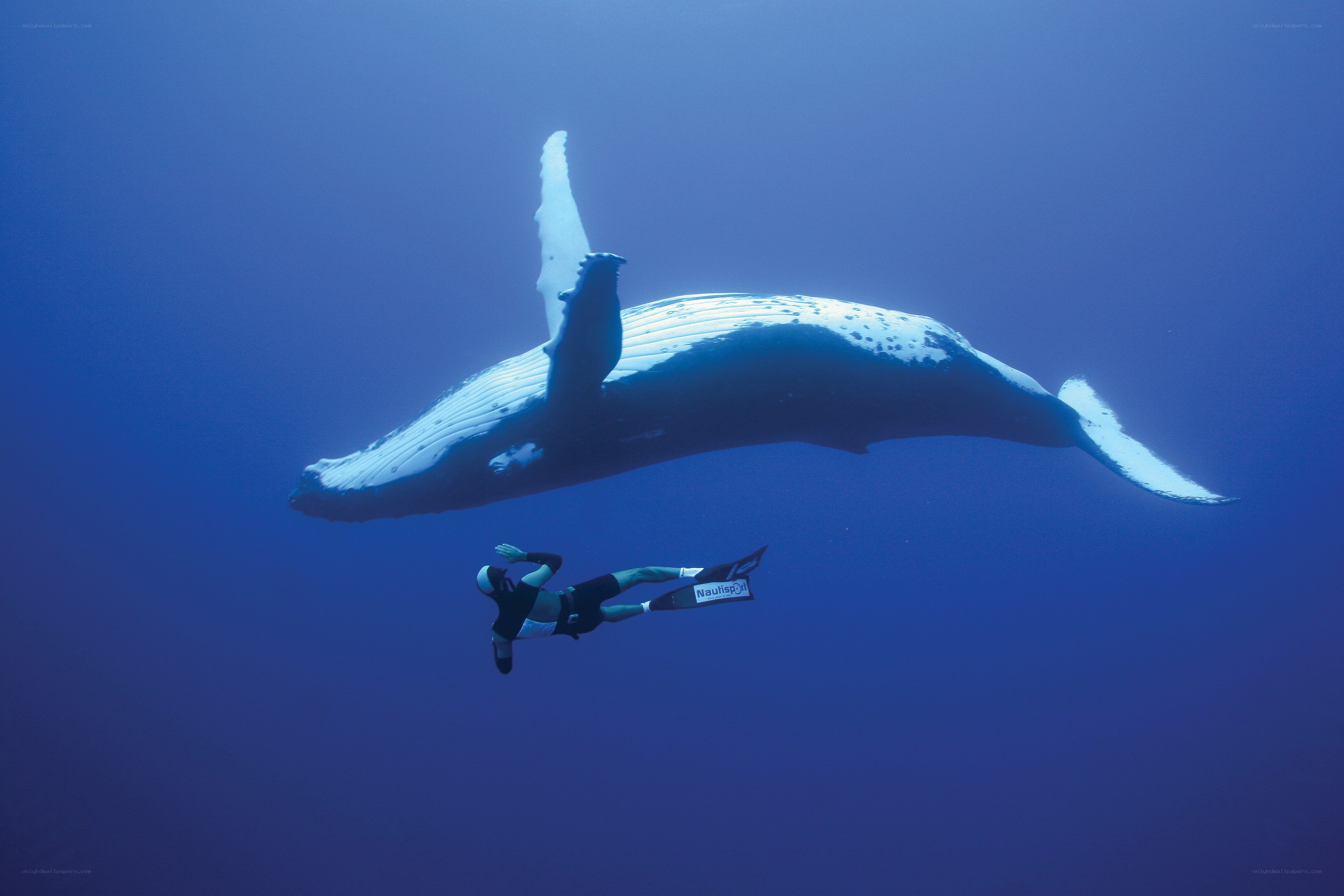 Scuba diver with humpback whale