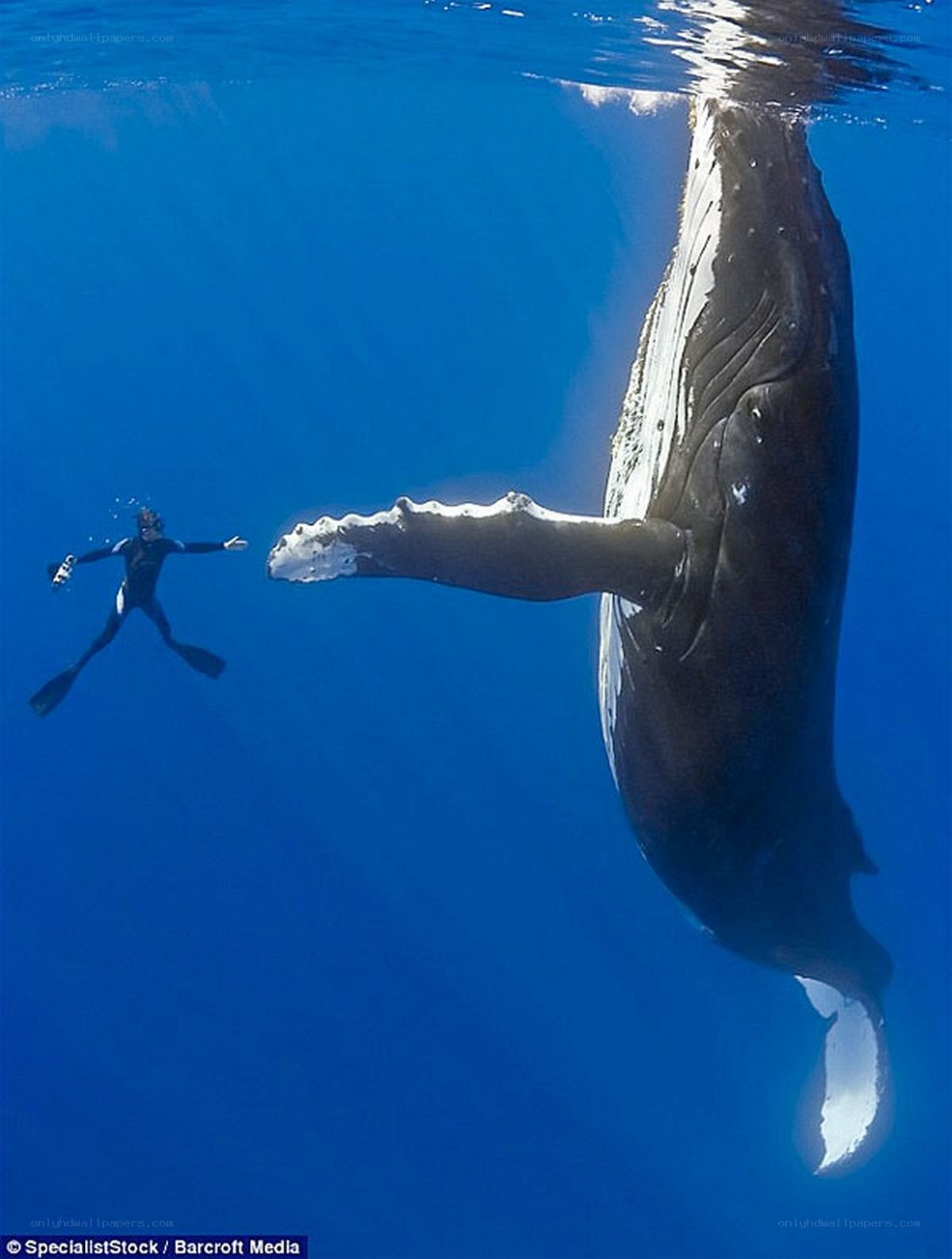 scuba diver with humpback whale