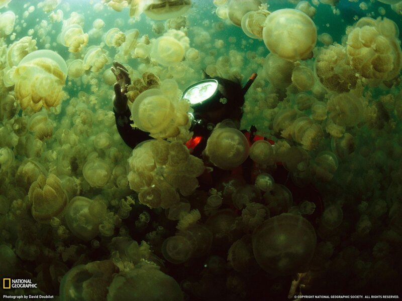 Scuba Diver with Jellyfish — Green