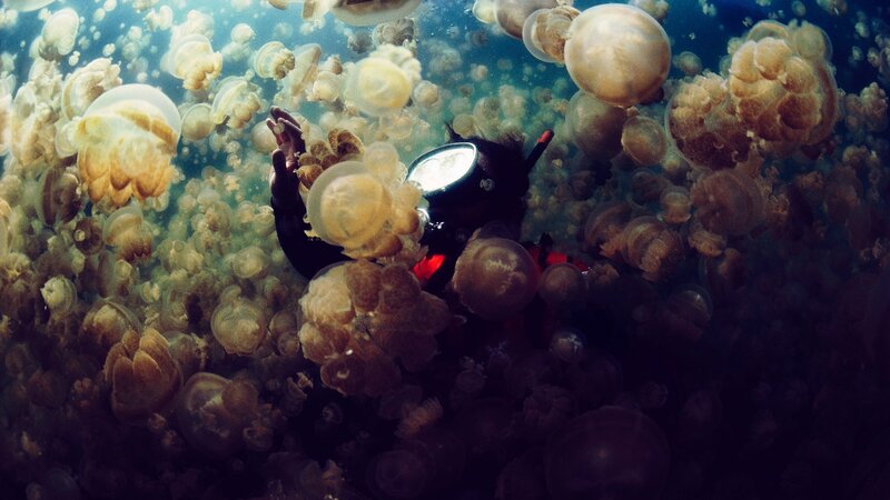 Scuba Diver with Jellyfish