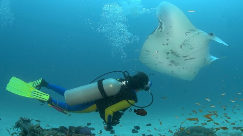 Scuba Diver with Manta Ray — Blue, Serene
