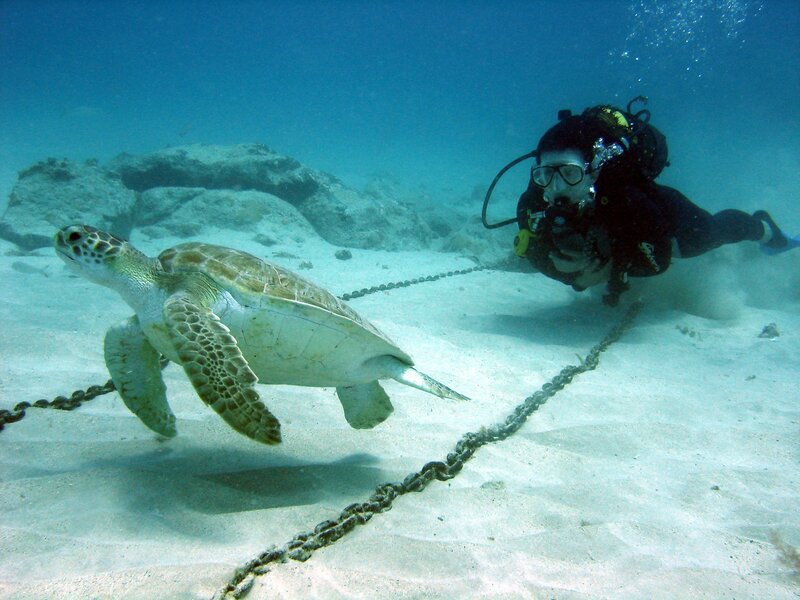 Scuba diver with sea turtle