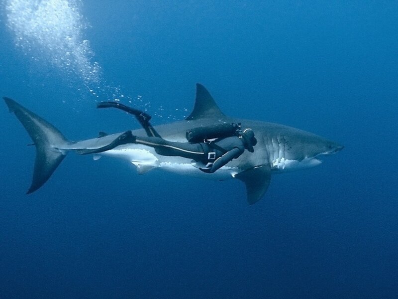 Scuba Diver with Shark — Blue, Calm