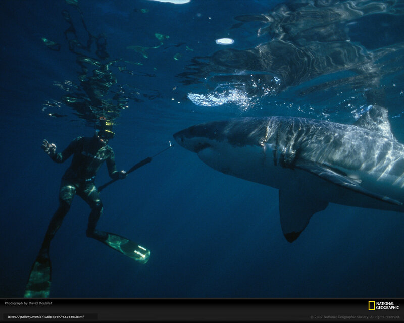 Scuba Diver with Shark — Blue, Dramatic, Photograph, Ocean