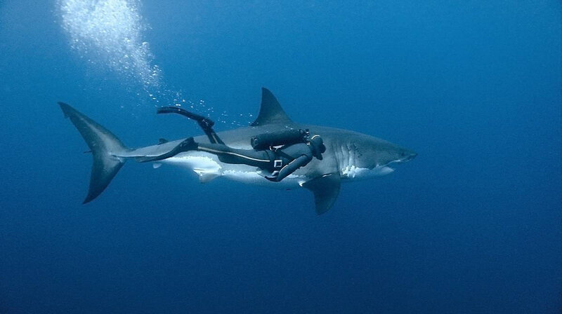 Scuba Diver with Shark — Blue, Dramatic