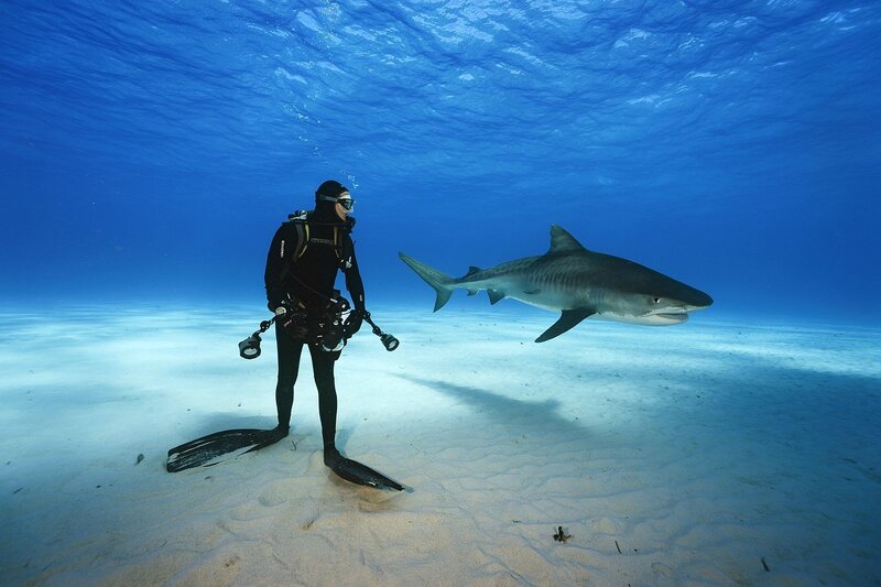 Scuba Diver with Shark — Blue, Serene, Photograph, Sand