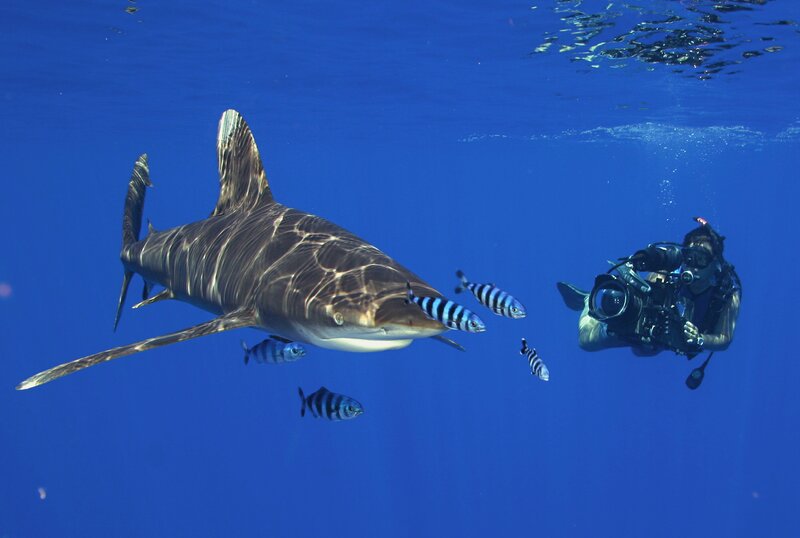 Scuba Diver with Shark — Blue, Serene