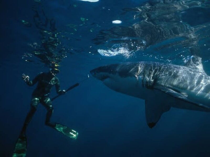 Scuba Diver with Shark — Blue
