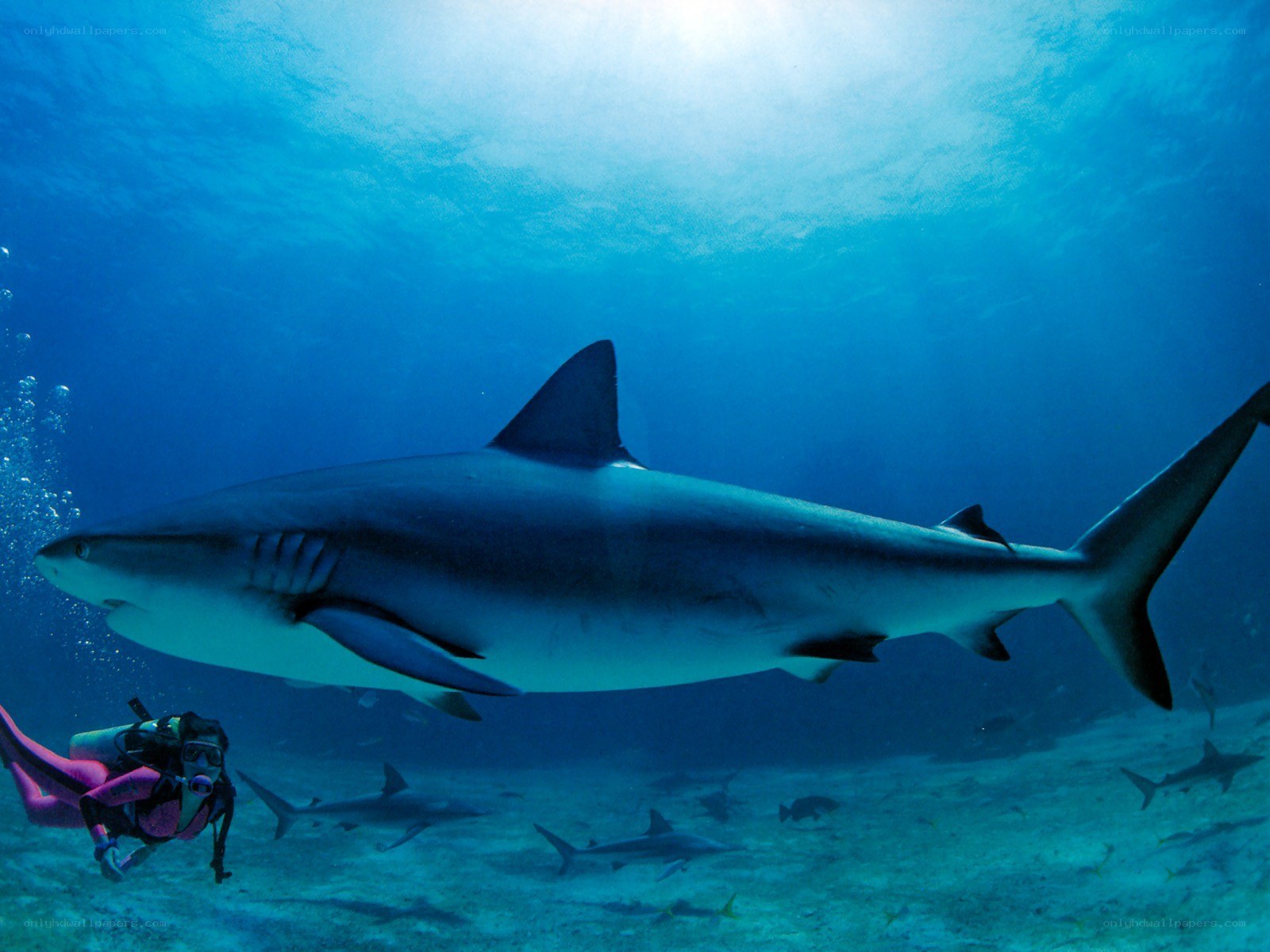 Scuba diver with shark underwater