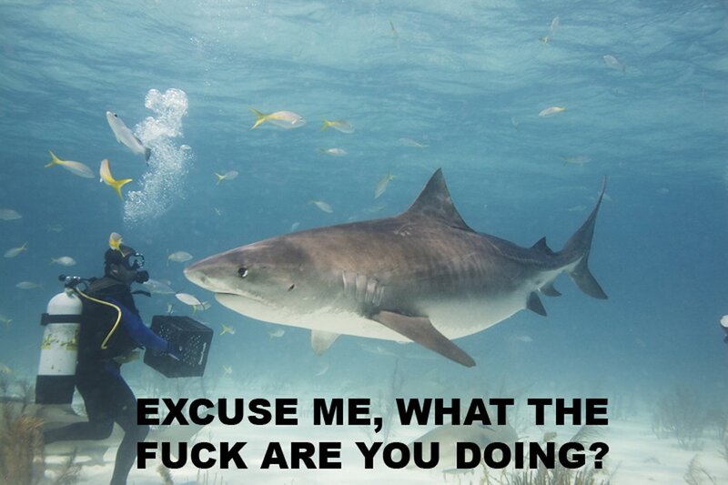 scuba diver with tiger shark