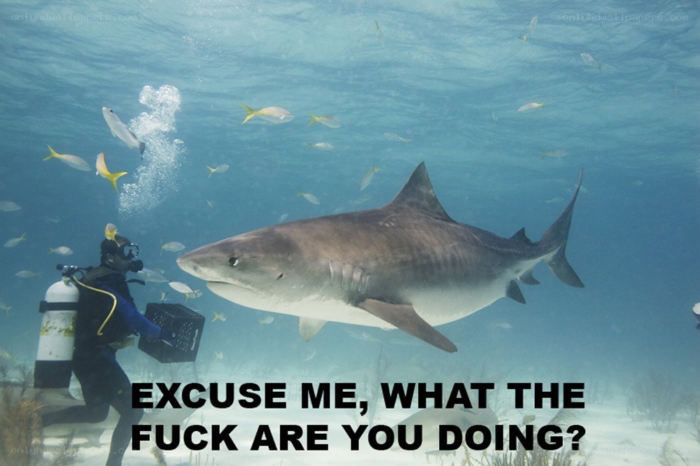 scuba diver with tiger shark