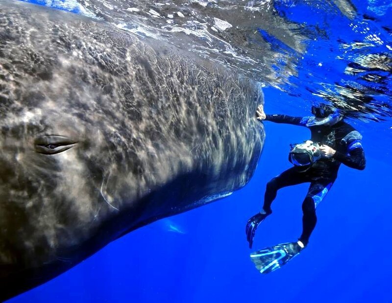 Scuba diver with whale shark