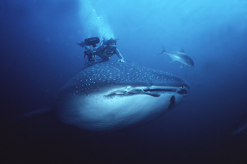 Scuba Diver with Whale Shark — Blue