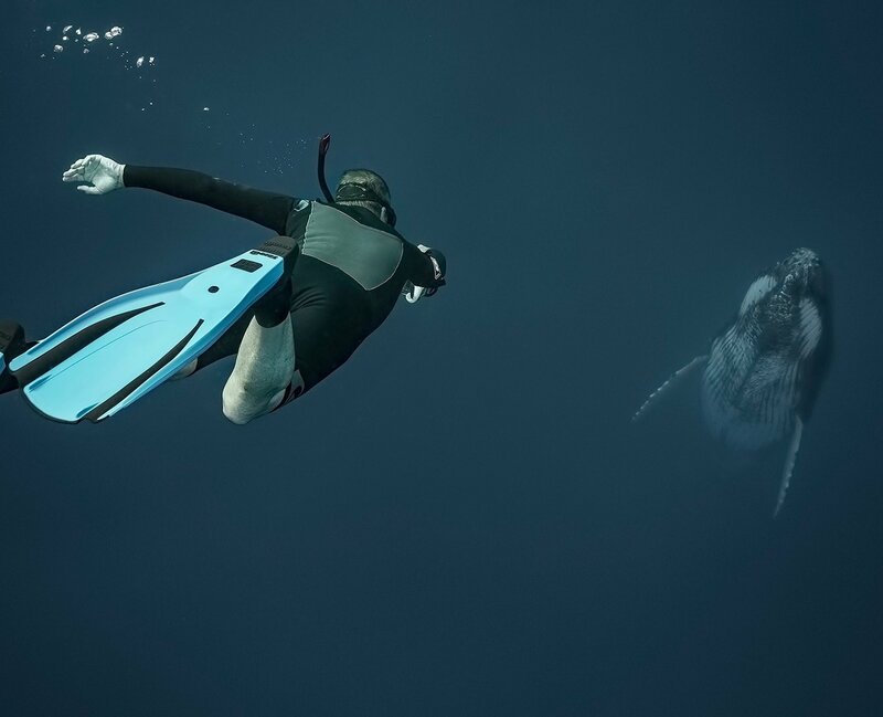 Scuba Diver with Whale