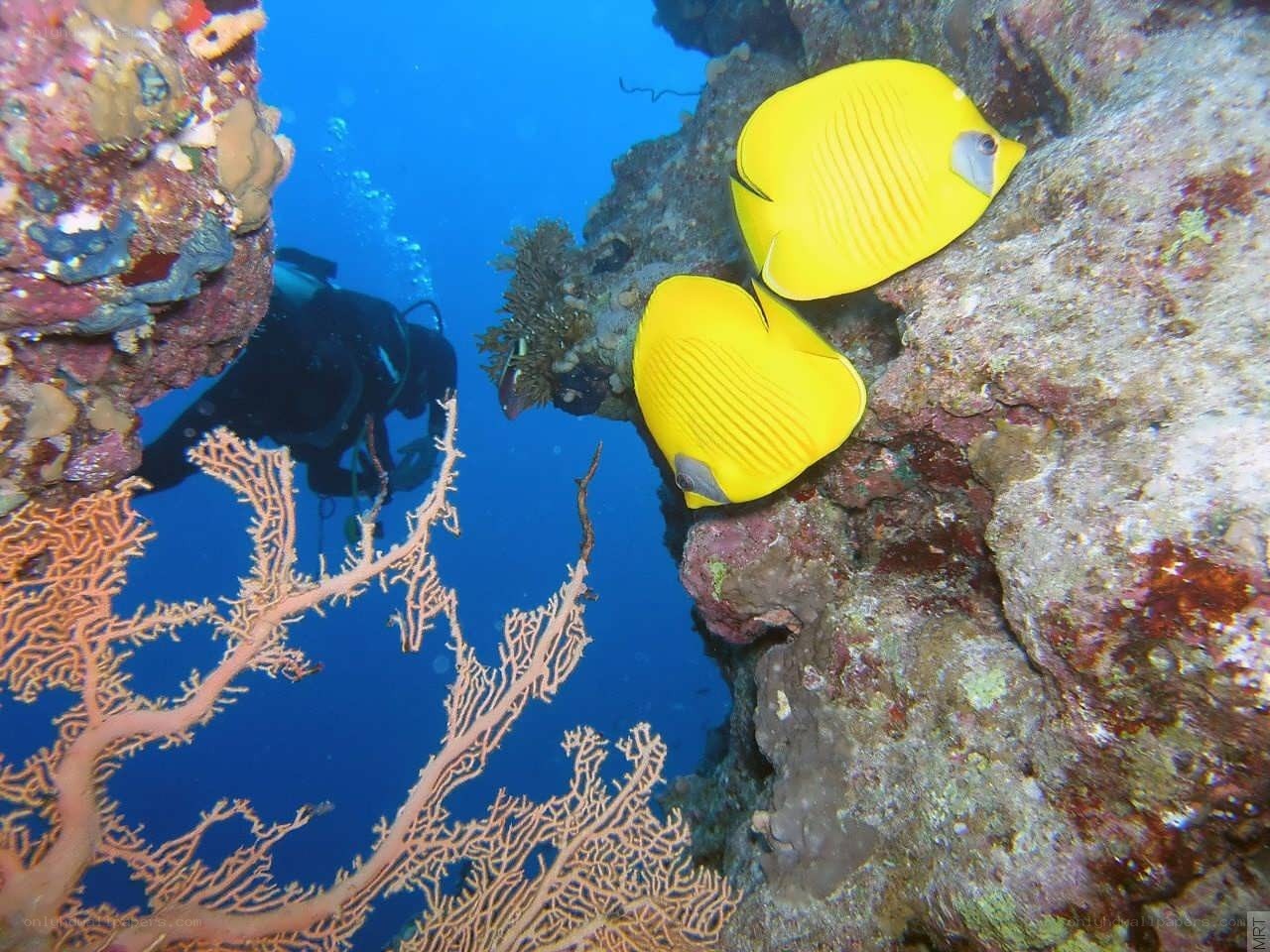 Scuba diver with yellow fish