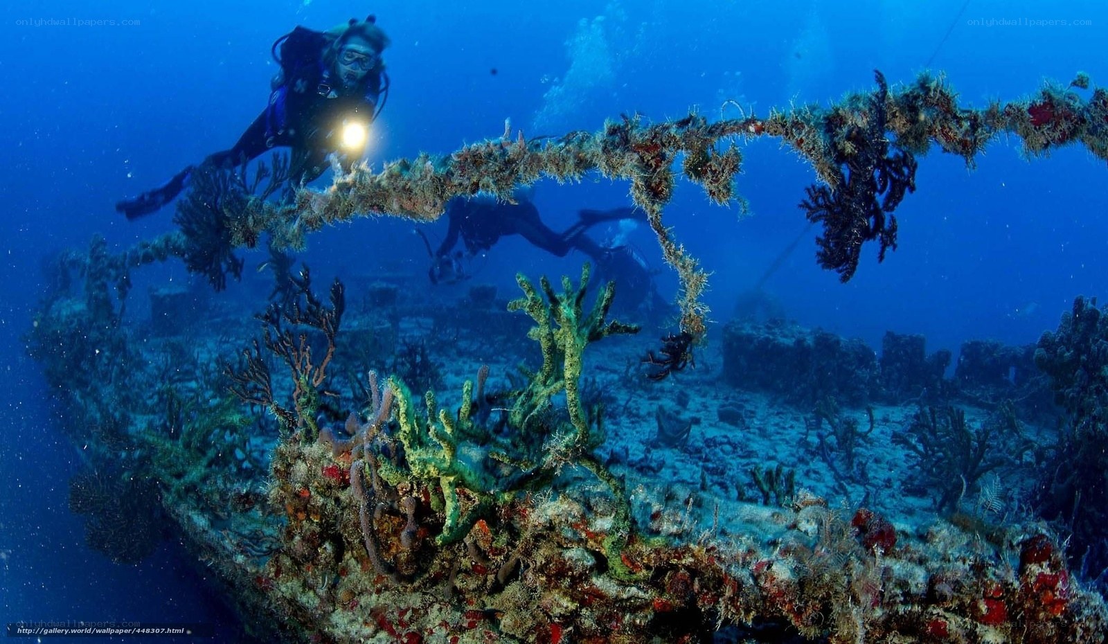 Scuba divers explore shipwreck