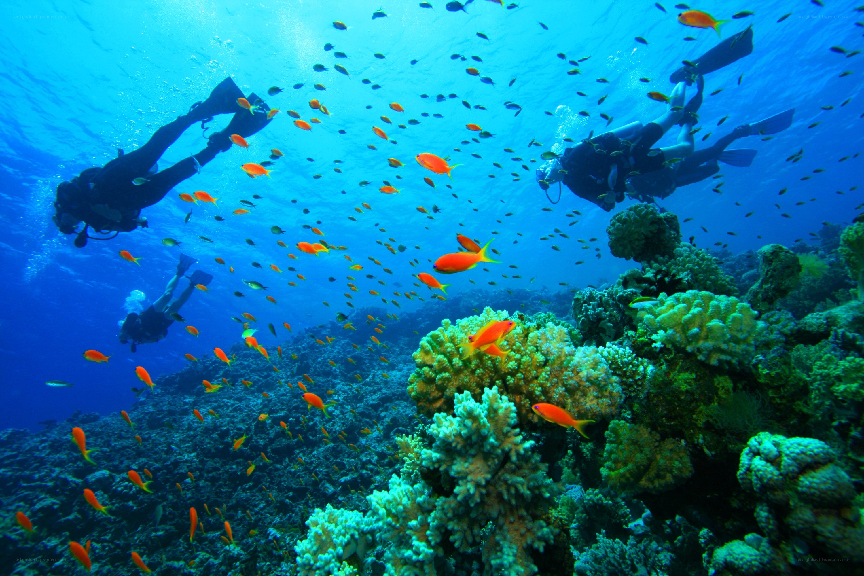 Scuba divers exploring coral reef