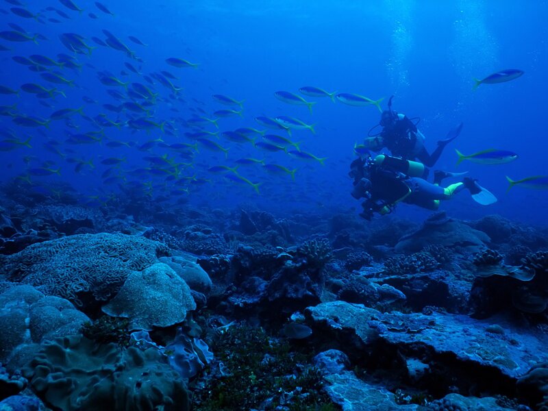 Scuba divers exploring coral reef