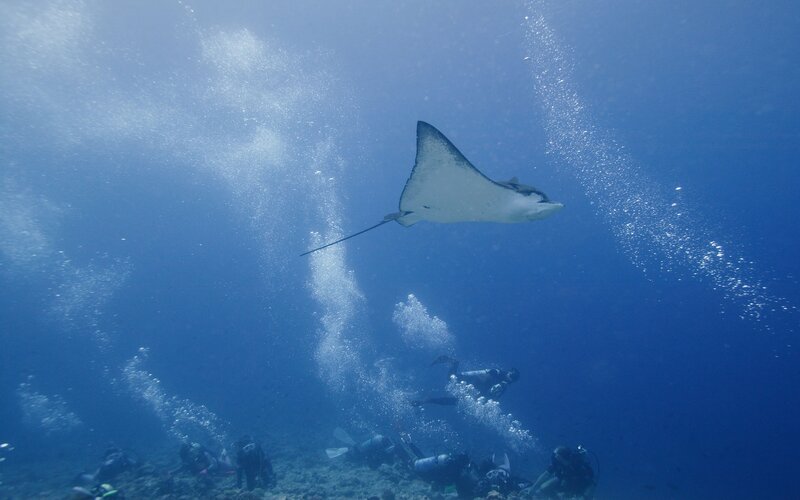 Scuba divers with a manta ray