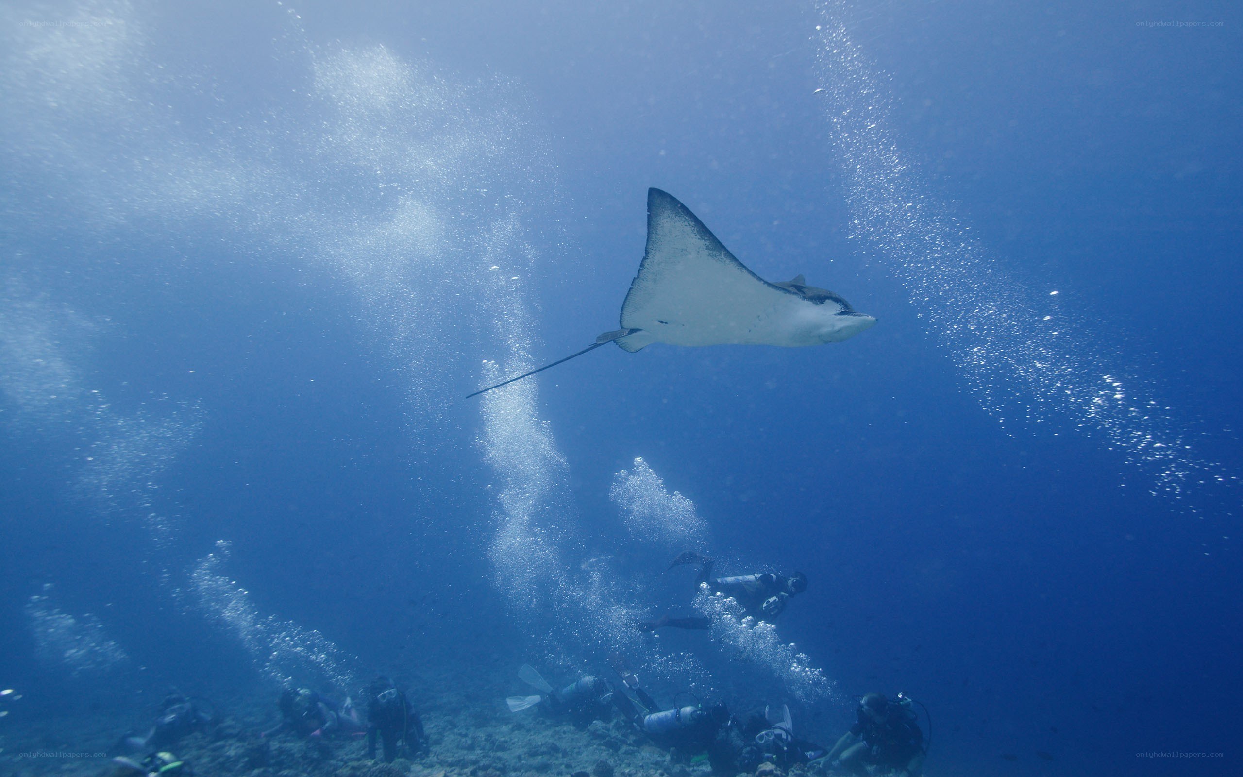 Scuba divers with a manta ray