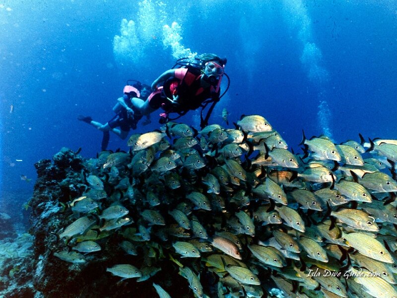 Scuba Divers with Fish