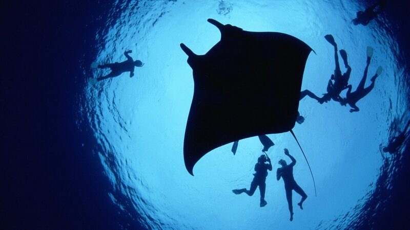 scuba divers with manta ray