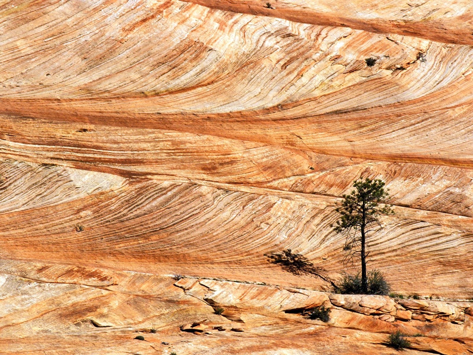 Sculpted sandstone with lone tree